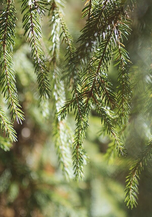 nature, spruce, evergreen-6699893.jpg